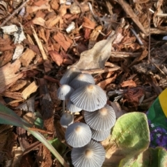 Coprinellus disseminatus (Coprinellus disseminatus) at Dalmeny, NSW - 27 Feb 2019 by Teresa