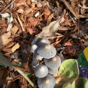 Coprinellus disseminatus at Dalmeny, NSW - 28 Feb 2019 09:01 AM