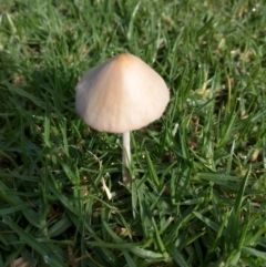 Conocybe apala (Milky Cone Cap) at Dalmeny, NSW - 27 Feb 2019 by Teresa