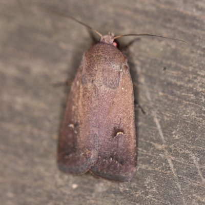 Proteuxoa hypochalchis (Black-bar Noctuid) at O'Connor, ACT - 27 Feb 2019 by ibaird