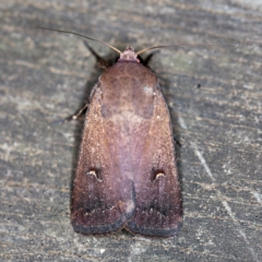 Proteuxoa hypochalchis at O'Connor, ACT - 27 Feb 2019