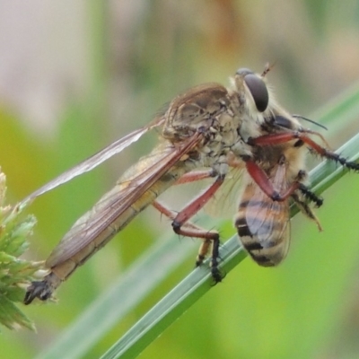 Colepia ingloria (A robber fly) at Gigerline Nature Reserve - 3 Feb 2019 by michaelb