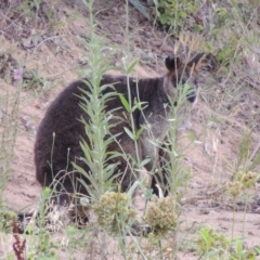 Wallabia bicolor (Swamp Wallaby) at Tharwa, ACT - 3 Feb 2019 by MichaelBedingfield