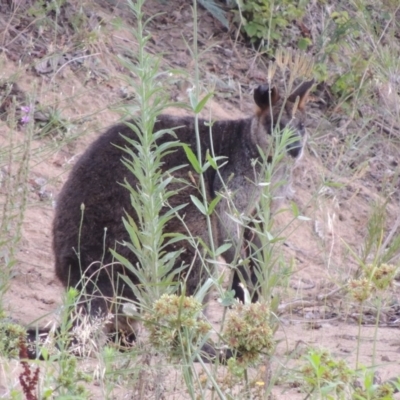 Wallabia bicolor (Swamp Wallaby) at Gigerline Nature Reserve - 3 Feb 2019 by michaelb