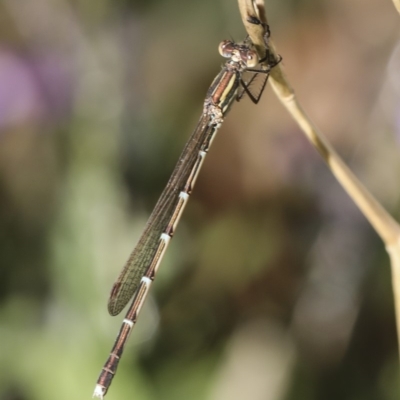 Austrolestes analis (Slender Ringtail) at Higgins, ACT - 1 Mar 2019 by AlisonMilton