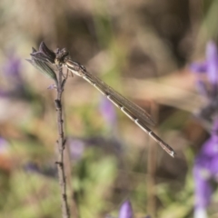 Austrolestes analis at Higgins, ACT - 1 Mar 2019