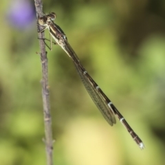 Austrolestes analis at Higgins, ACT - 1 Mar 2019 08:56 AM