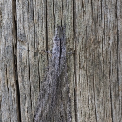 Heoclisis fundata (Antlion lacewing) at QPRC LGA - 1 Mar 2019 by WHall