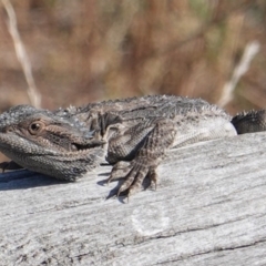 Pogona barbata (Eastern Bearded Dragon) at Hughes, ACT - 26 Feb 2019 by JackyF