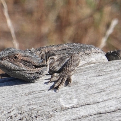 Pogona barbata (Eastern Bearded Dragon) at Red Hill Nature Reserve - 26 Feb 2019 by JackyF