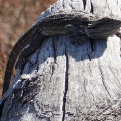 Pogona barbata at Hughes, ACT - suppressed