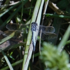 Orthetrum caledonicum (Blue Skimmer) at Red Hill Nature Reserve - 28 Feb 2019 by JackyF