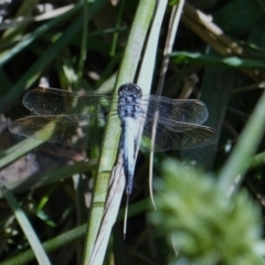 Orthetrum caledonicum (Blue Skimmer) at Deakin, ACT - 1 Mar 2019 by JackyF