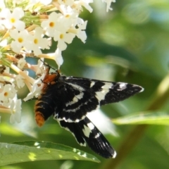 Phalaenoides glycinae (Grapevine Moth) at Hughes, ACT - 1 Mar 2019 by JackyF