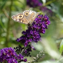 Junonia villida (Meadow Argus) at Hughes, ACT - 28 Feb 2019 by JackyF