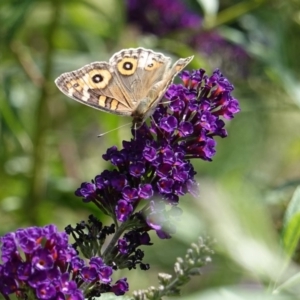 Junonia villida at Hughes, ACT - 28 Feb 2019 01:37 PM