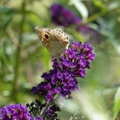 Junonia villida at Hughes, ACT - 28 Feb 2019 01:37 PM