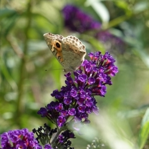 Junonia villida at Hughes, ACT - 28 Feb 2019 01:37 PM