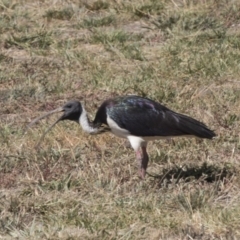 Threskiornis spinicollis (Straw-necked Ibis) at Hawker, ACT - 1 Mar 2019 by AlisonMilton