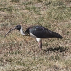 Threskiornis spinicollis at Hawker, ACT - 1 Mar 2019