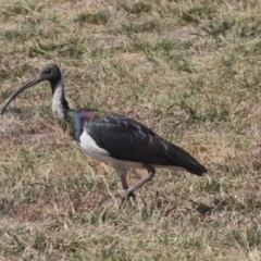 Threskiornis spinicollis at Hawker, ACT - 1 Mar 2019 10:19 AM