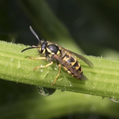 Vespula germanica (European wasp) at Higgins, ACT - 1 Mar 2019 by AlisonMilton