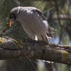 Manorina melanocephala (Noisy Miner) at Hawker, ACT - 1 Mar 2019 by AlisonMilton