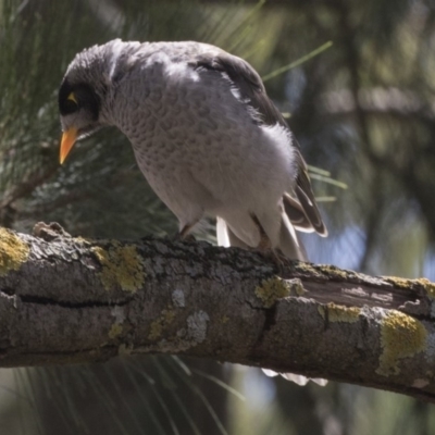 Manorina melanocephala (Noisy Miner) at Hawker, ACT - 1 Mar 2019 by AlisonMilton