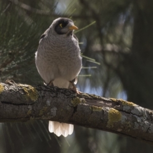 Manorina melanocephala at Hawker, ACT - 1 Mar 2019 10:52 AM