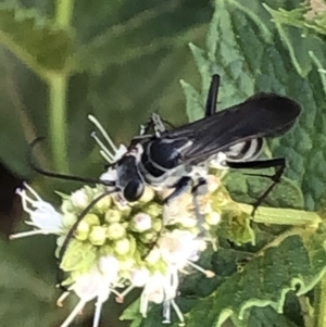 Turneromyia sp. (genus) at Monash, ACT - 1 Mar 2019