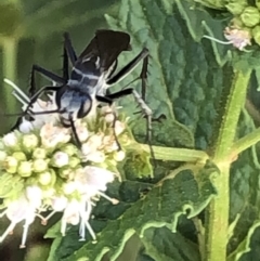 Turneromyia sp. (genus) at Monash, ACT - 1 Mar 2019