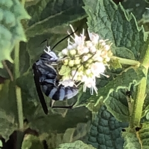 Turneromyia sp. (genus) at Monash, ACT - 1 Mar 2019