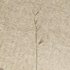 Hyparrhenia hirta (Coolatai Grass) at Myola, NSW - 1 Mar 2019 by Megan123