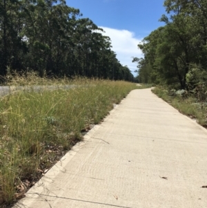 Hyparrhenia hirta at Myola, NSW - 1 Mar 2019