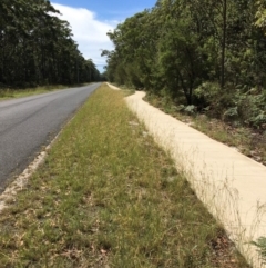 Hyparrhenia hirta at Myola, NSW - 1 Mar 2019 01:04 PM