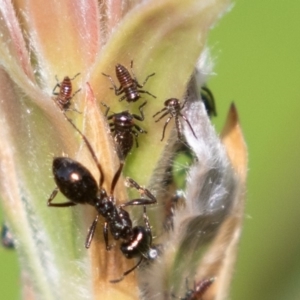 Eurymelinae (subfamily) at Symonston, ACT - 27 Feb 2019