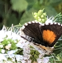 Lucia limbaria (Chequered Copper) at Monash, ACT - 1 Mar 2019 by jackQ