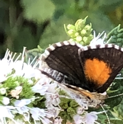 Lucia limbaria (Chequered Copper) at Monash, ACT - 1 Mar 2019 by jackQ