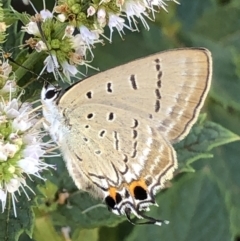 Jalmenus ictinus (Stencilled Hairstreak) at Monash, ACT - 1 Mar 2019 by jackQ