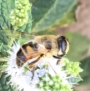 Eristalis tenax at Monash, ACT - 1 Mar 2019