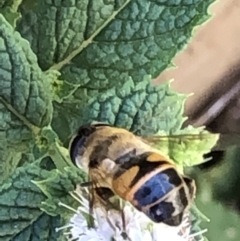 Eristalis tenax at Monash, ACT - 1 Mar 2019