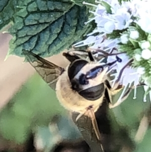 Eristalis tenax at Monash, ACT - 1 Mar 2019 03:19 PM