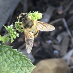 Eristalis tenax at Monash, ACT - 1 Mar 2019 03:19 PM