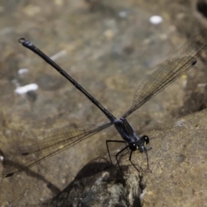 Austroargiolestes icteromelas at Wombeyan Caves, NSW - 26 Feb 2019