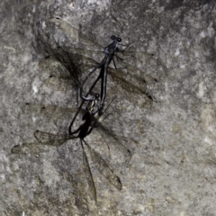 Austroargiolestes icteromelas at Wombeyan Caves, NSW - 26 Feb 2019