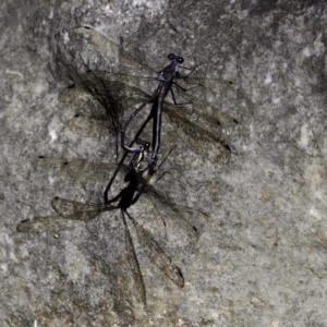 Austroargiolestes icteromelas at Wombeyan Caves, NSW - 26 Feb 2019 02:00 PM