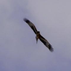 Hieraaetus morphnoides (Little Eagle) at Wayo, NSW - 27 Feb 2019 by DPRees125