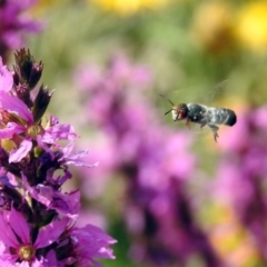 Megachile aurifrons (Golden-browed Resin Bee) at ANBG - 28 Feb 2019 by RodDeb