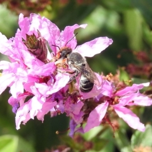 Megachile aurifrons at Acton, ACT - 28 Feb 2019 12:45 PM