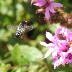 Megachile aurifrons at Acton, ACT - 28 Feb 2019 12:45 PM